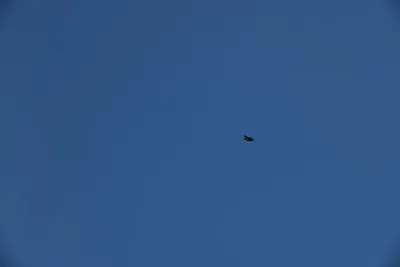 DSC_0273 (Large).JPG